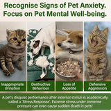 pet anxiety