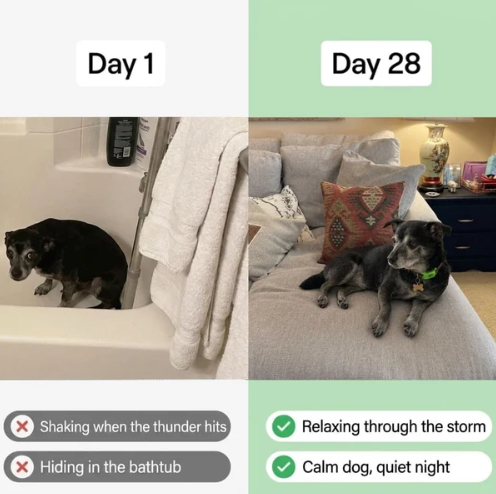 PawBloom CalmLink™